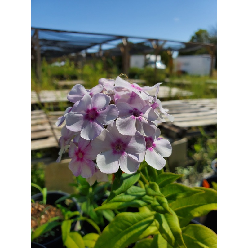 Phlox paniculata –John Fanick Phlox–