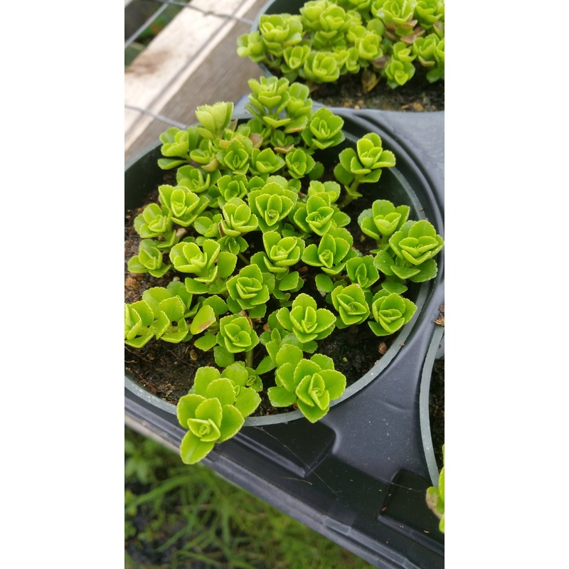 Pilea depressa –Baby Tears–|2″ square pot