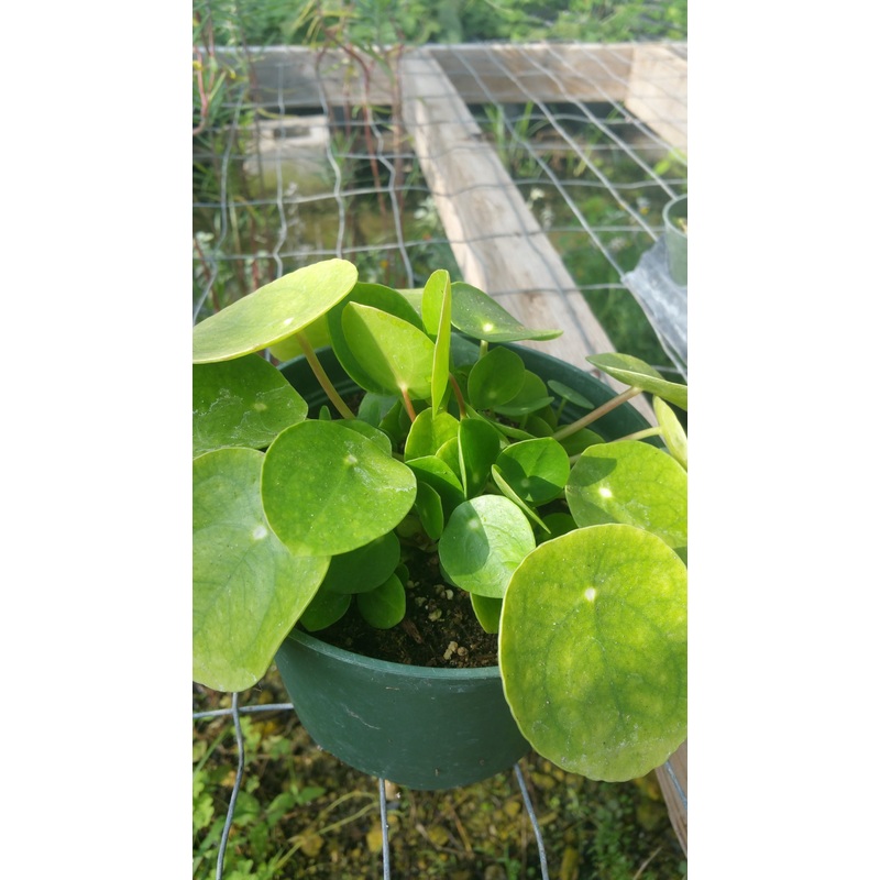 Pilea peperomioides –Chinese Money Plant–