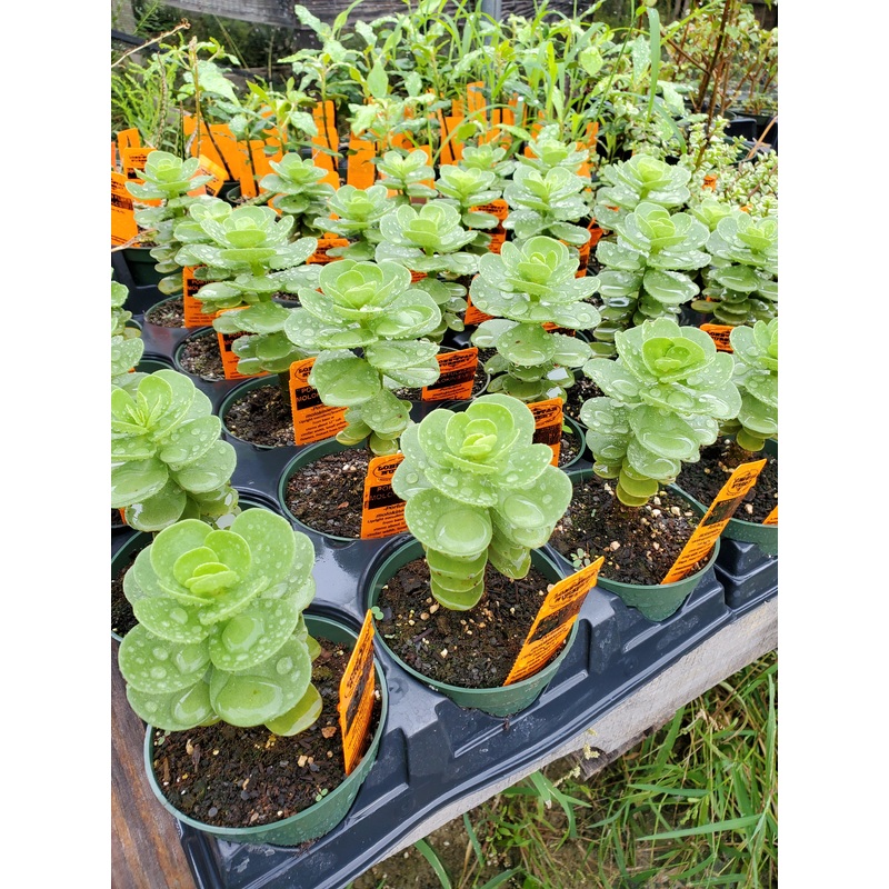 Portulaca molokiniensis –Ihi–