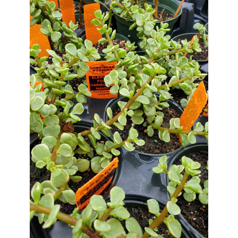 Portulacaria afra ‘Variegata’ –Variegated Manny Elephant Food–