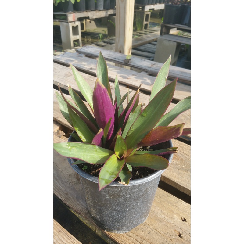 Rhoeo Spathacea –Discolor Moses-in-the-Cradle–