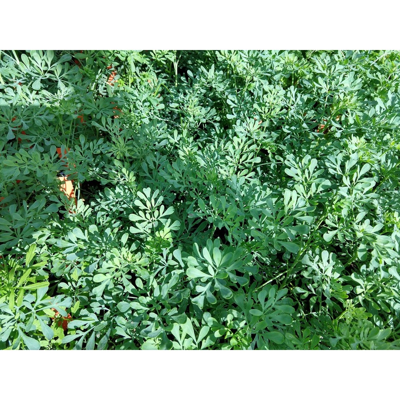 RUE ‘Common’ –Ruta graveolens–