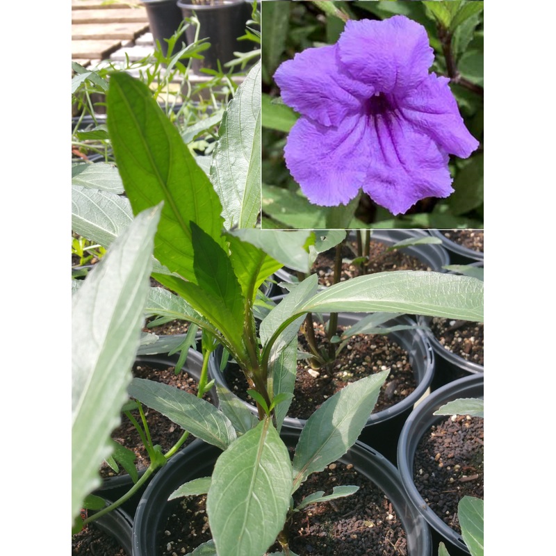 Ruellia brittoniana –Purple Showers Ruellia–