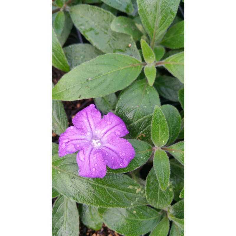 Ruellia squarrosa –Blue Shade Ruellia–