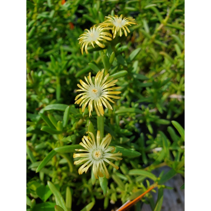Ruschia –Moonlight Ruschia–|1 GALLON pot
