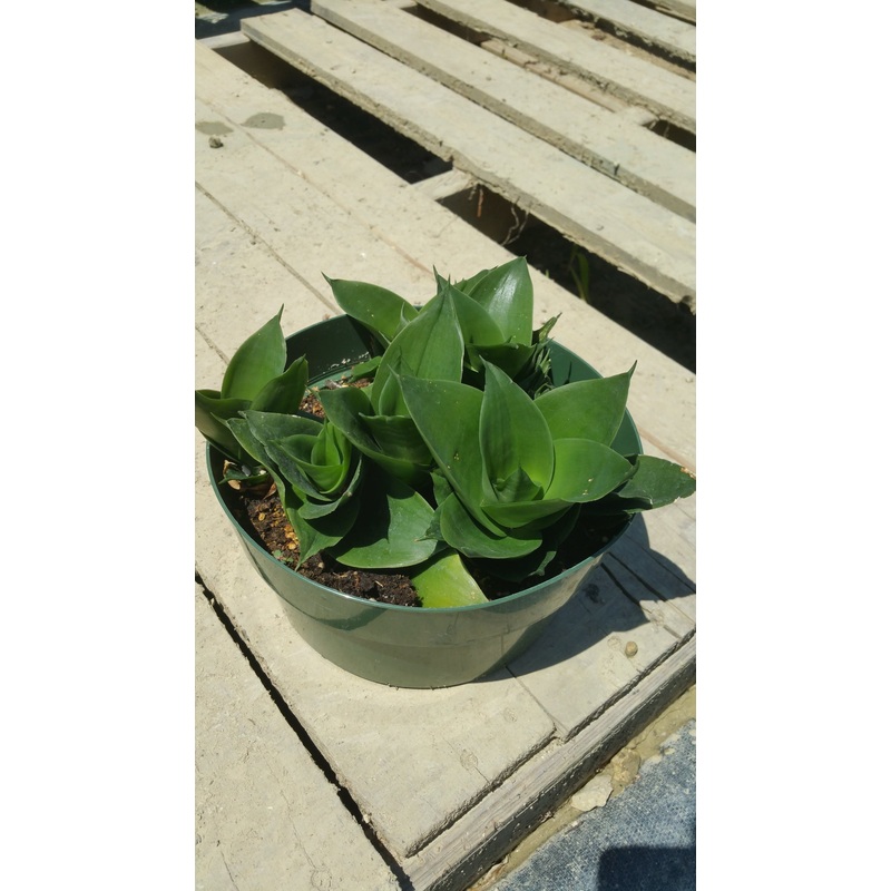 Sansevieria trifasciata –Jade Dwarf Snake Plant–