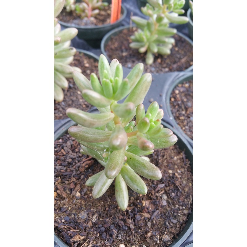 Sedum x rubrotinctum ‘Aurora’ –Pink Jelly Bean–