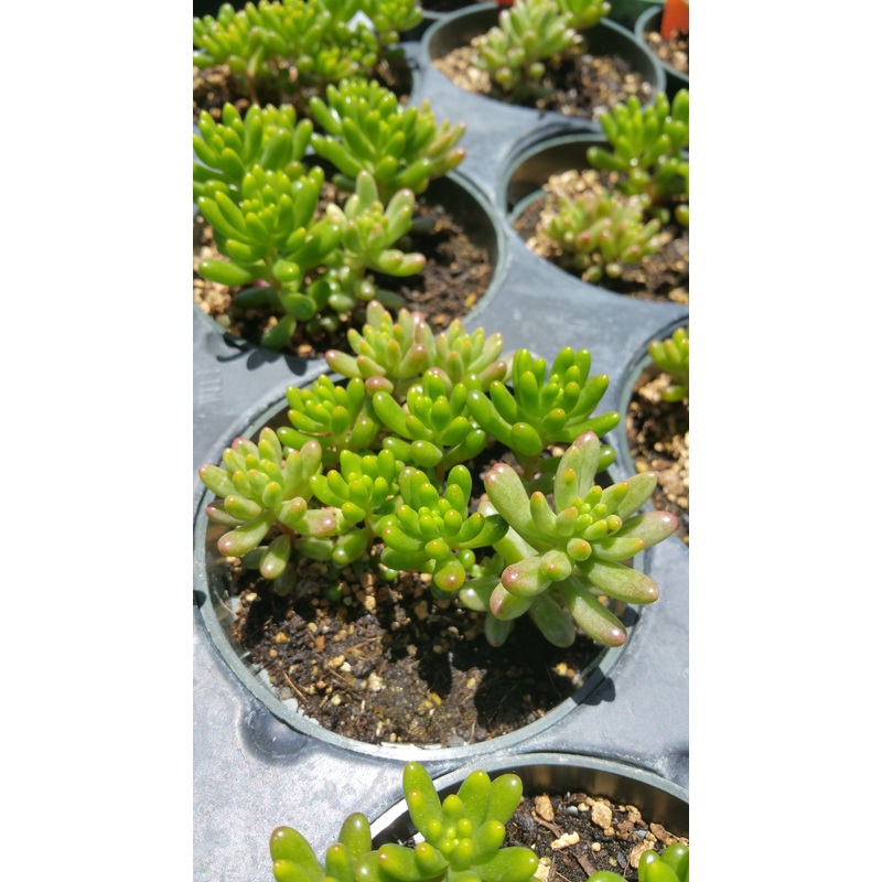 Sedum x rubrotinctum –Jelly Bean Mix–