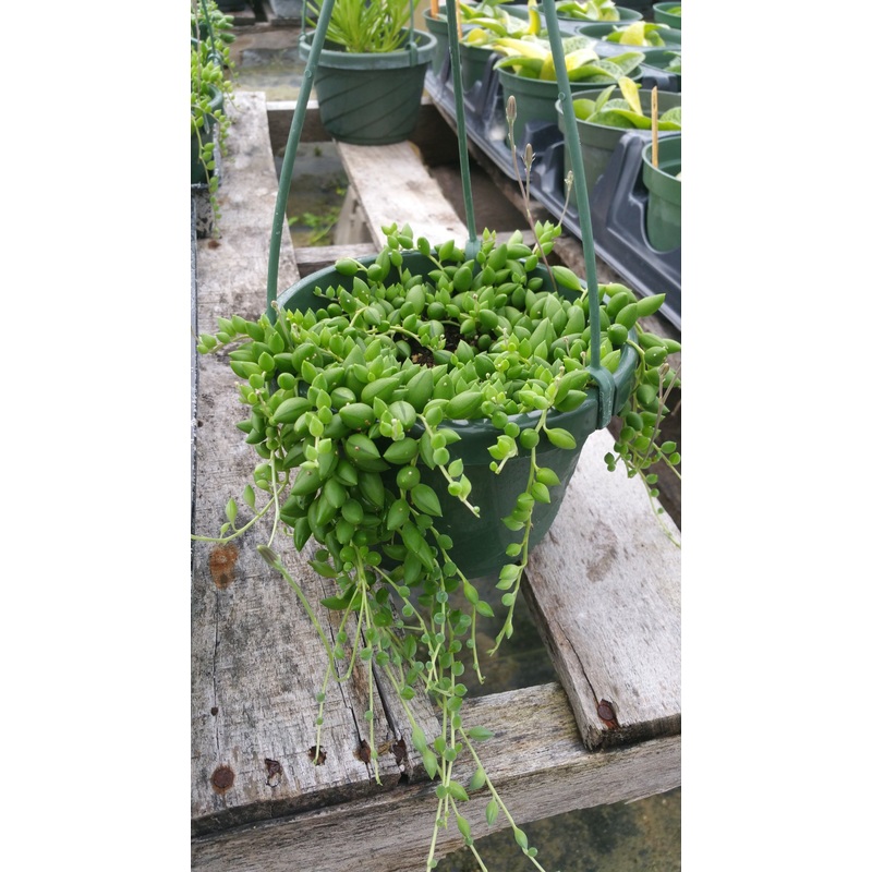Senecio herreanus –String of Tears–
