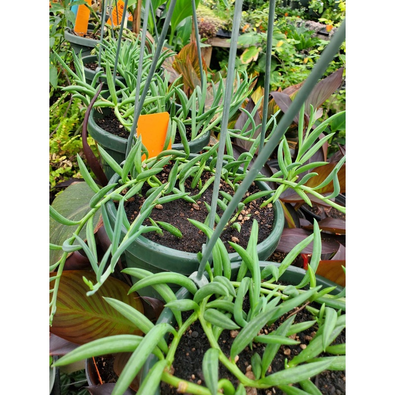 Senecio radicans –String of Fishhooks–