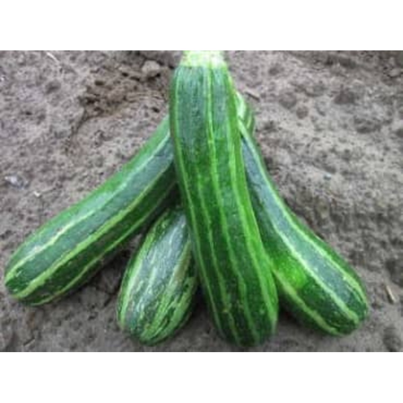 SQUASH ‘Cocozelle’|4″ square pot