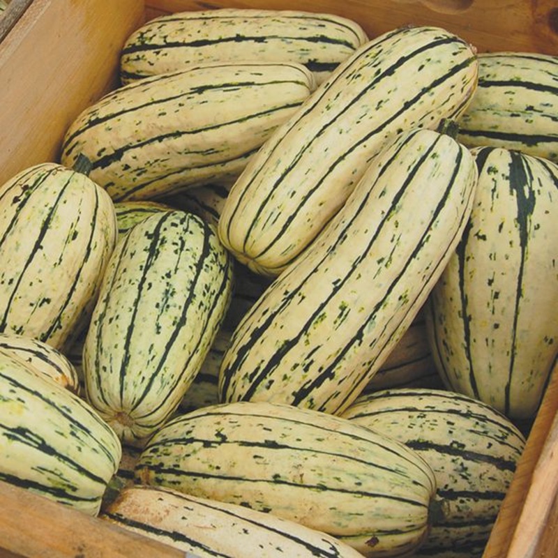 SQUASH ‘Delicata’|4″ square pot