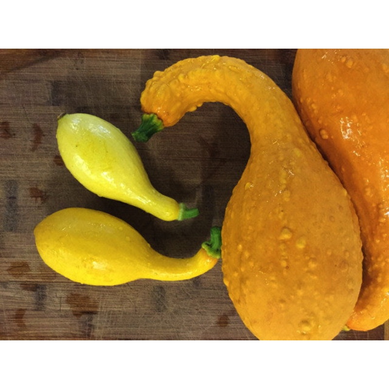 SQUASH ‘Early Summer Crookneck’