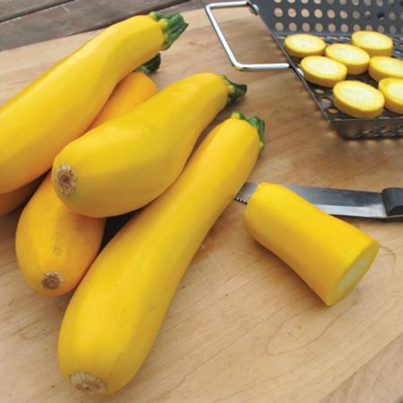 SQUASH ‘Gold Zucchini’|4″ square pot