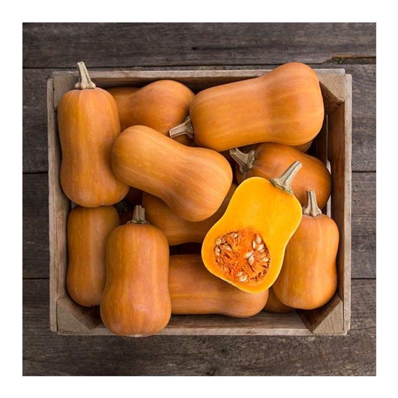 SQUASH ‘Honeynut Butternut’|4″ square pot