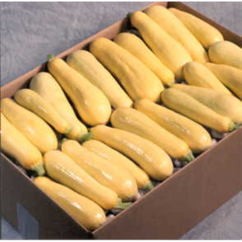 SQUASH ‘Saffron’|4″ square pot