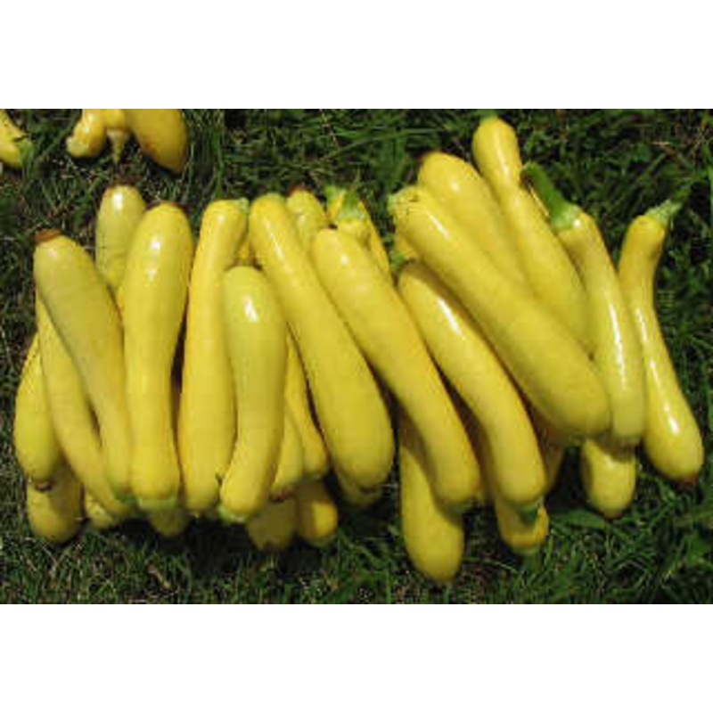 SQUASH ‘Slick Pik’|4″ square pot