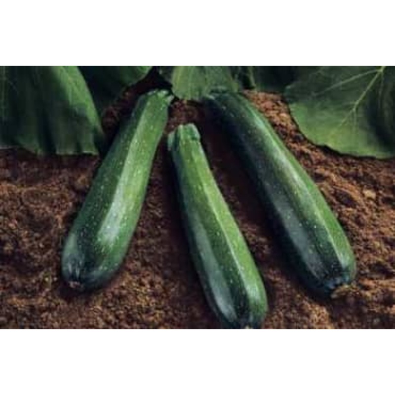 SQUASH ‘Spineless Beauty’|4″ square pot