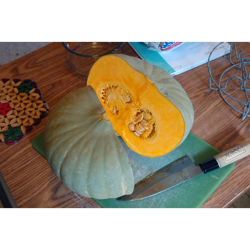 SQUASH ‘Sweet Keeper’|4″ square pot