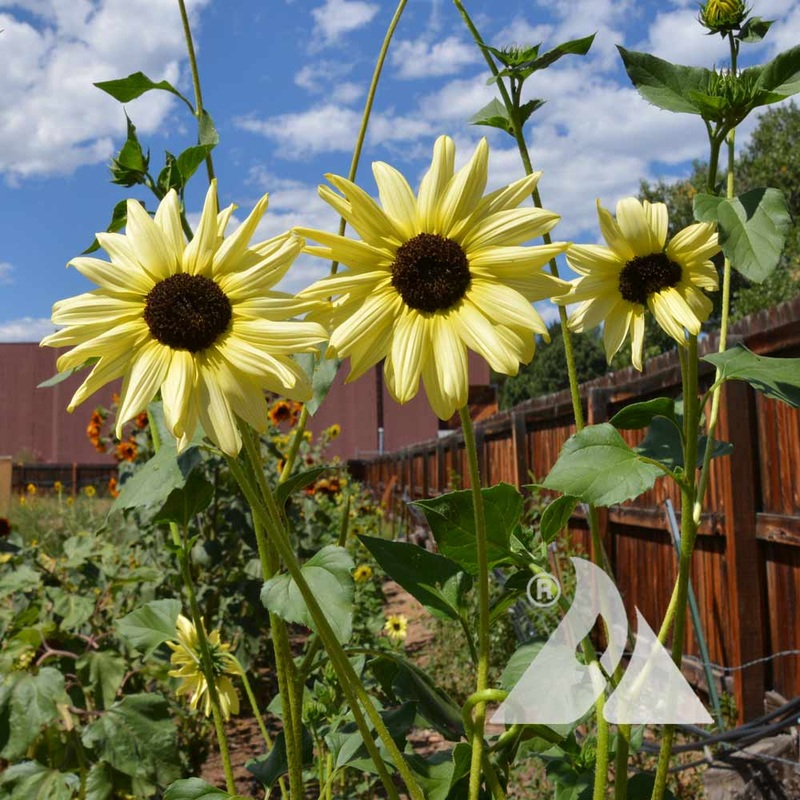 SUNFLOWER ‘Ice Cream’|1 quart round pot|3″ square pot