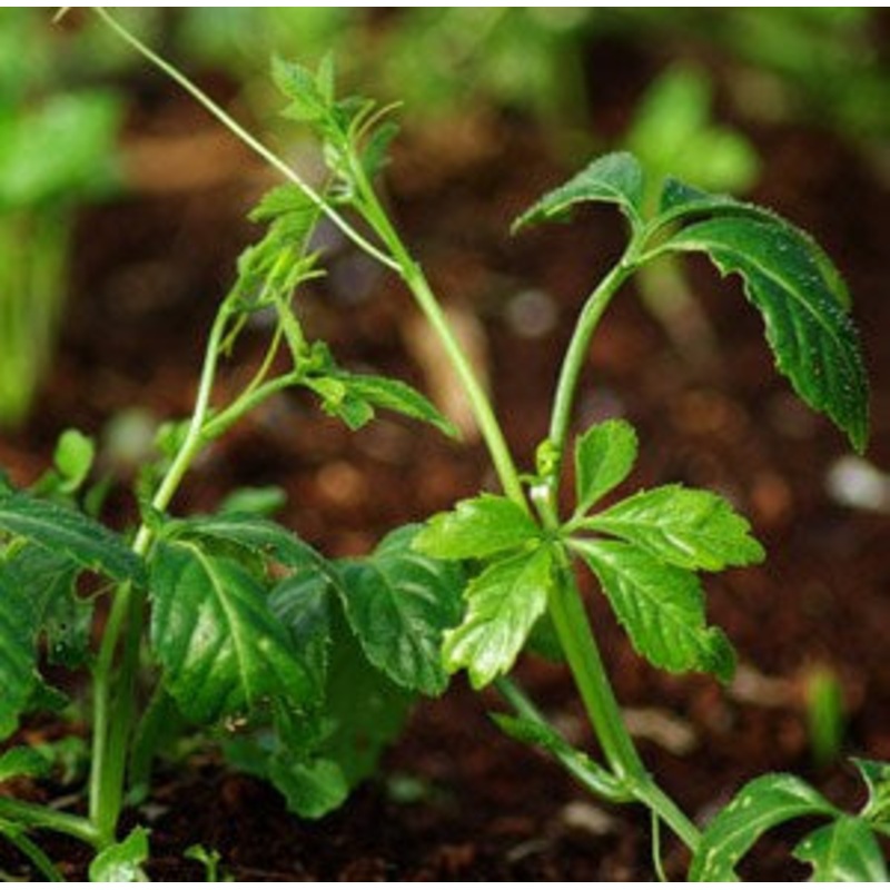 SWEET TEA VINE –Gynostemma pentaphyllum–