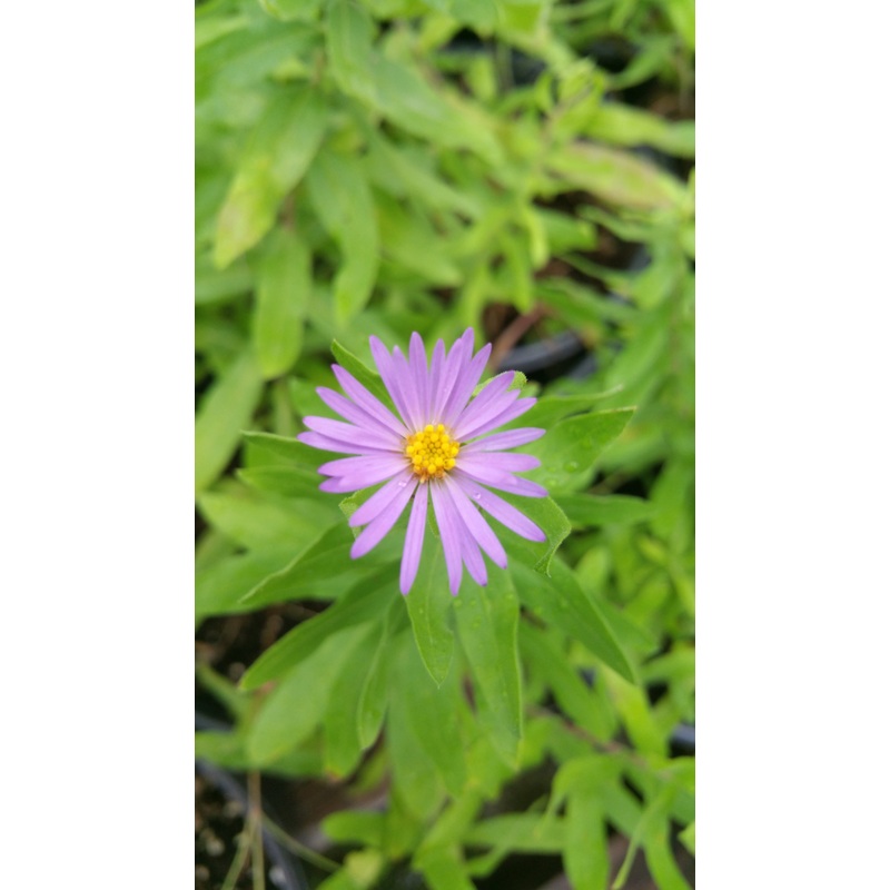 Symphyotrichum oblongifolium –Fall Aster–
