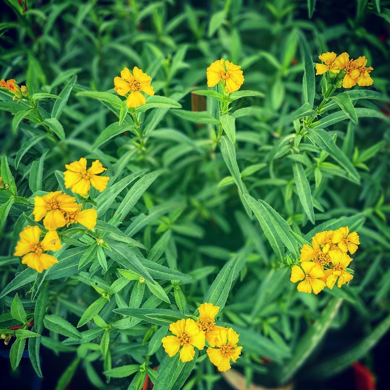 TARRAGON ‘Mexican’ –Tagetes lucida–