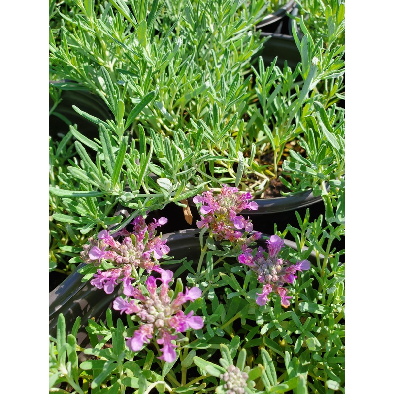 Teucrium aroanium –Creeping Germander–