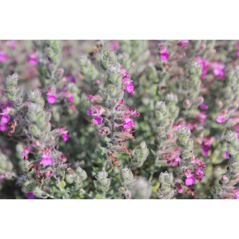 Teucrium marum –Mediterranean Germander–