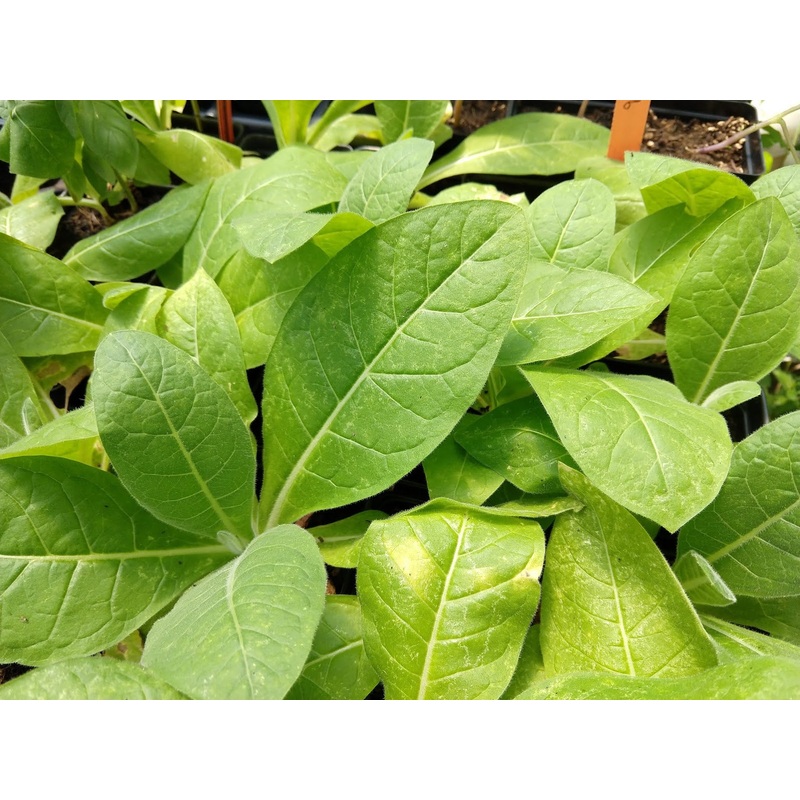 TOBACCO ‘Burley TN 86’ –Nicotiana tabacum–