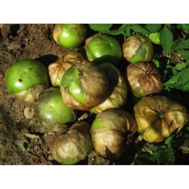 TOMATILLO ‘Purple Blush’|4″ square pot