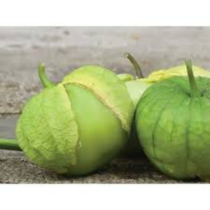 TOMATILLO ‘Rio Grande Verde’|4″ square pot