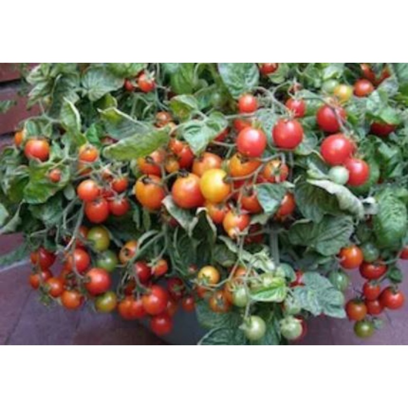 TOMATO ‘506 Bush’|4″ square pot