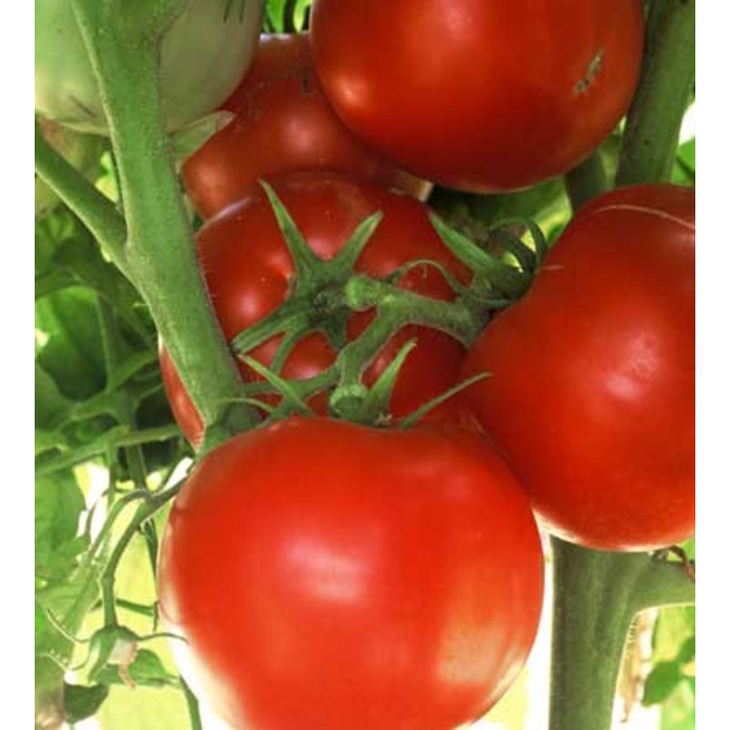TOMATO ‘Ace 55’|4″ square pot