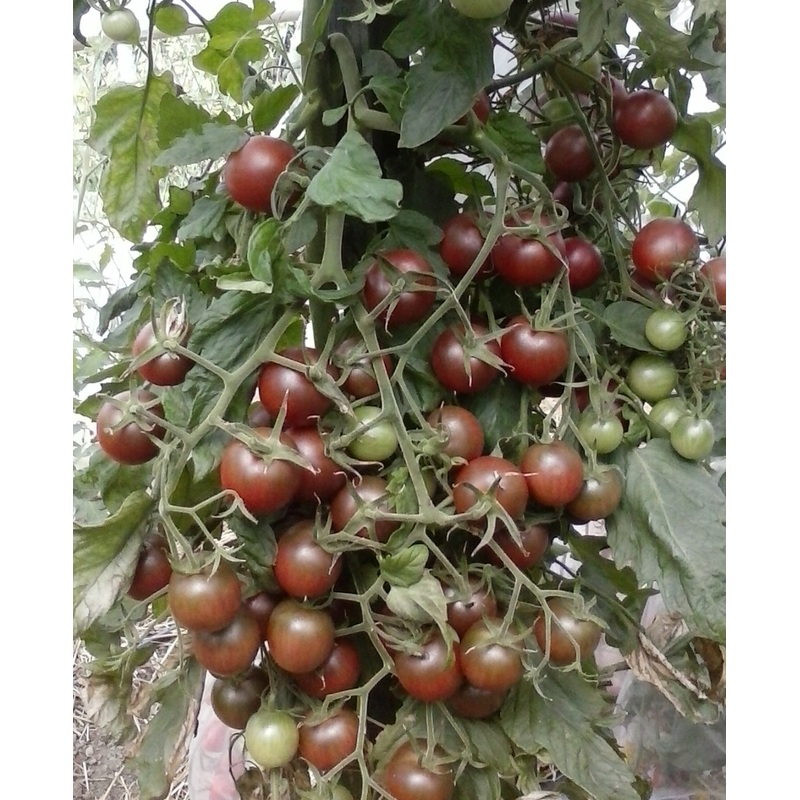 TOMATO ‘Black Cherry’|1 GALLON pot