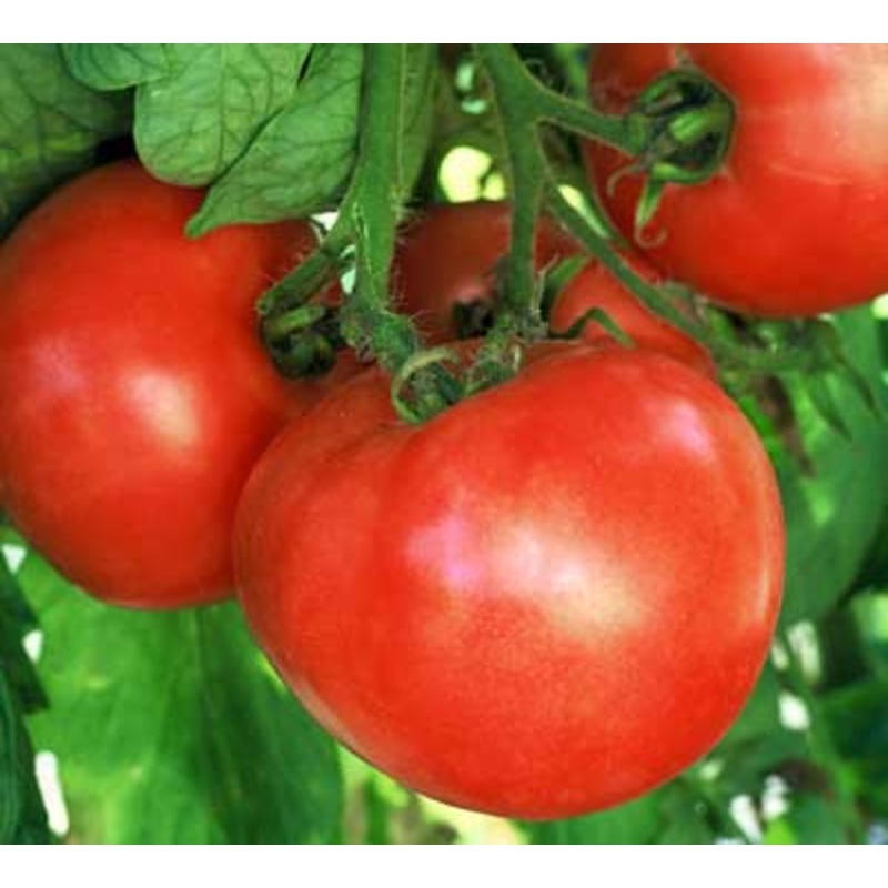 TOMATO ‘Early Wonder’|4″ square pot