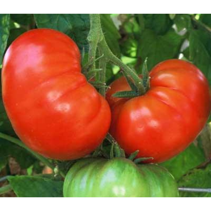 TOMATO ‘Fireworks’|1 GALLON pot