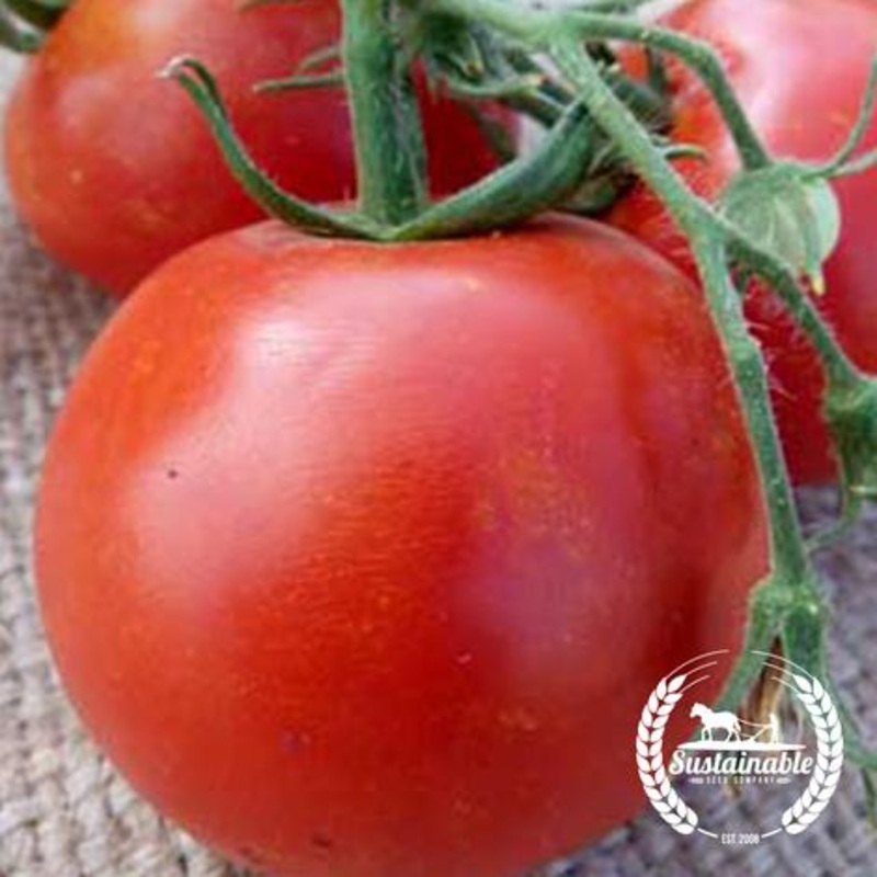 TOMATO ‘Floradade’|4″ square pot
