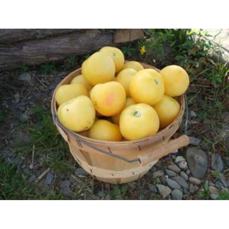 TOMATO ‘Garden Peach’|4″ square pot