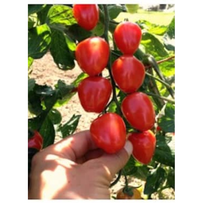TOMATO ‘Gardener’s Sweetheart’