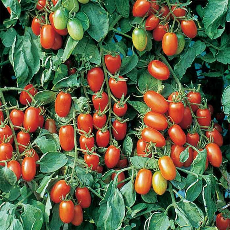 TOMATO ‘Juliet Grape’|4″ square pot