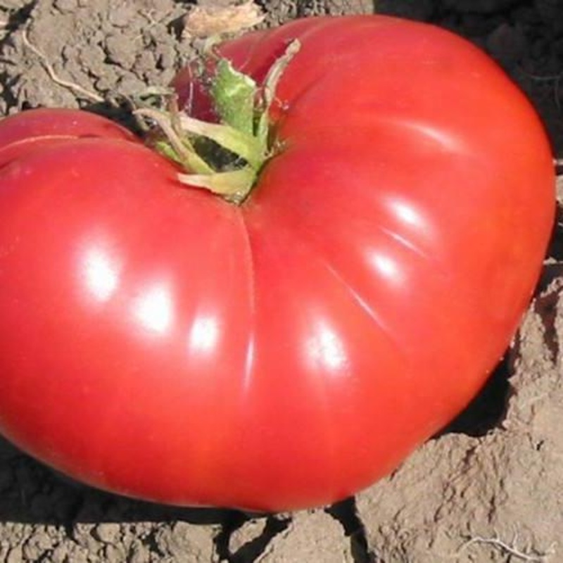 TOMATO ‘New Big Dwarf’|4″ square pot