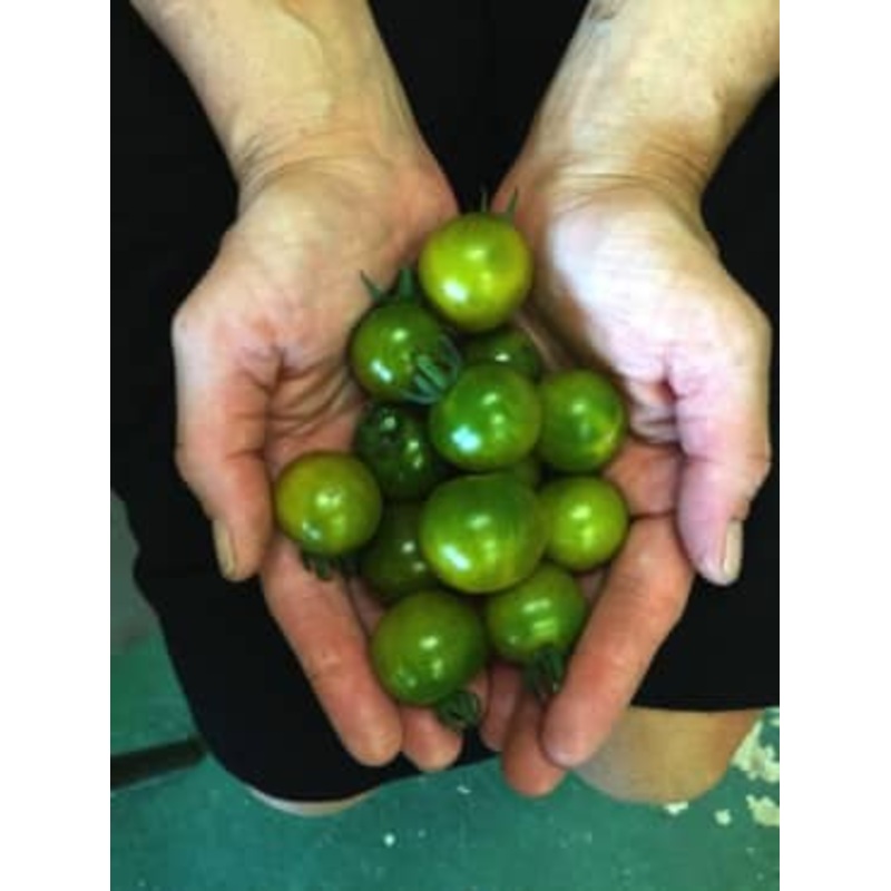 TOMATO ‘Pocket Star’|4″ square pot