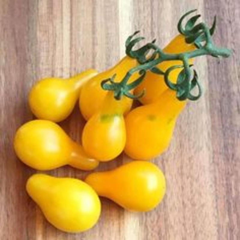 TOMATO ‘Yellow Pear’|1 GALLON pot