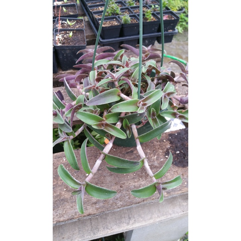 Tradescantia pallida –Purple Green Wandering Jay–