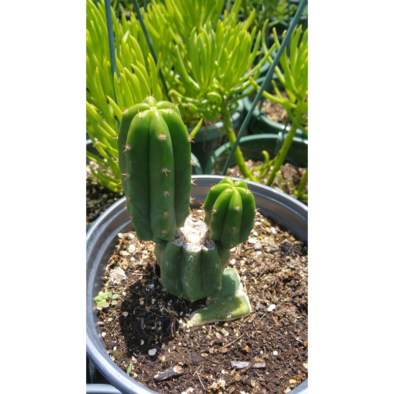 Trichocereus pachanoi –San Pedro Cactus–