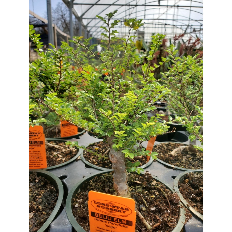 Ulmus parvifolia –Bonsai Seiju Elm–