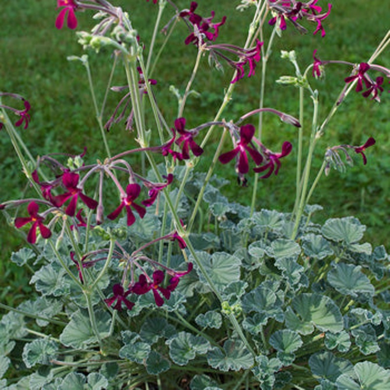 UMCKA –Pelargonium sidoides–