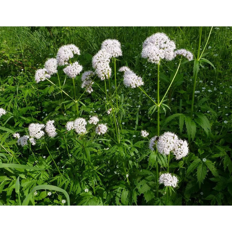VALERIAN –Valeriana officinalis ‘Select’–